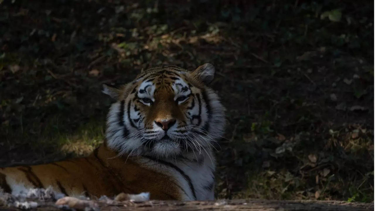 Pench Tiger Reserve Is India's First Dark Sky Park | Travel News News ...