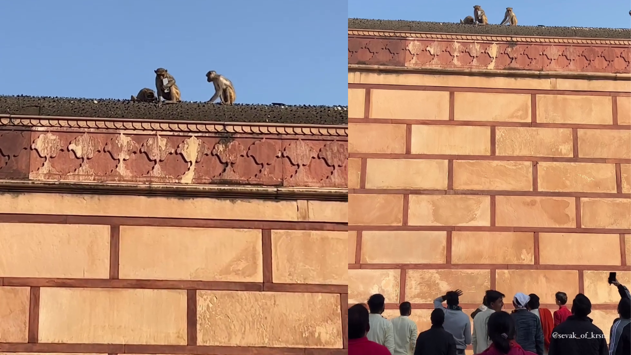 Monkey Steals Man's iPhone at Vrindavan Temple