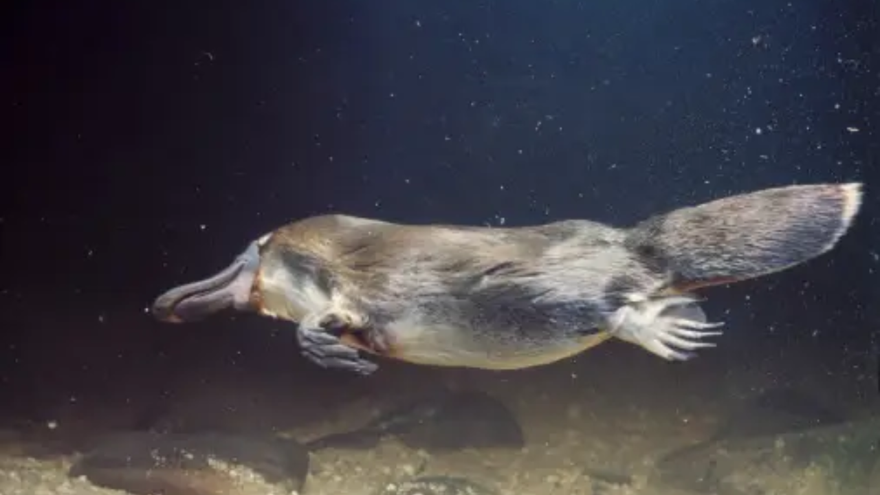 Mammals platypus