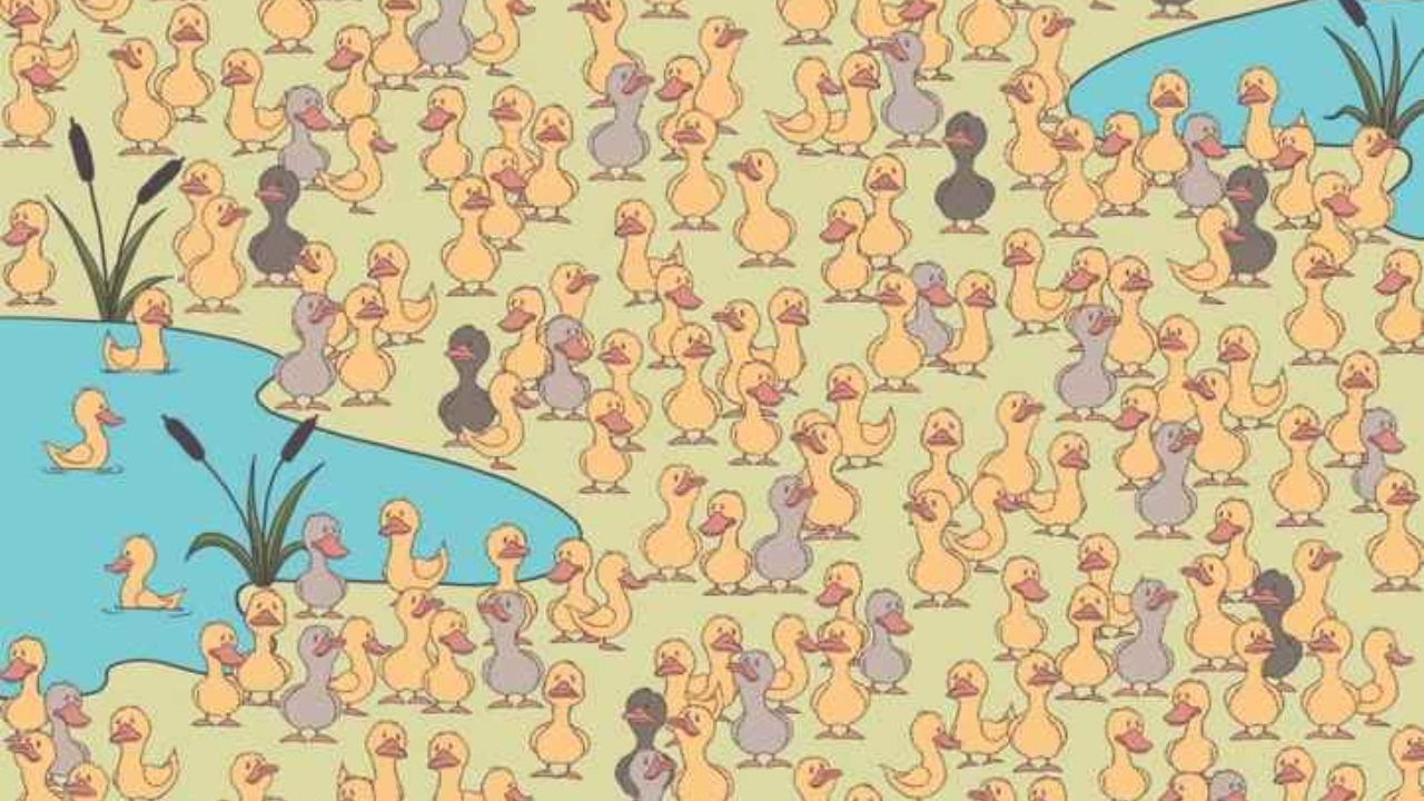 Optical Illusion: Only 1% Can Spot The Chick Hidden Among Ducks within 7 Seconds!