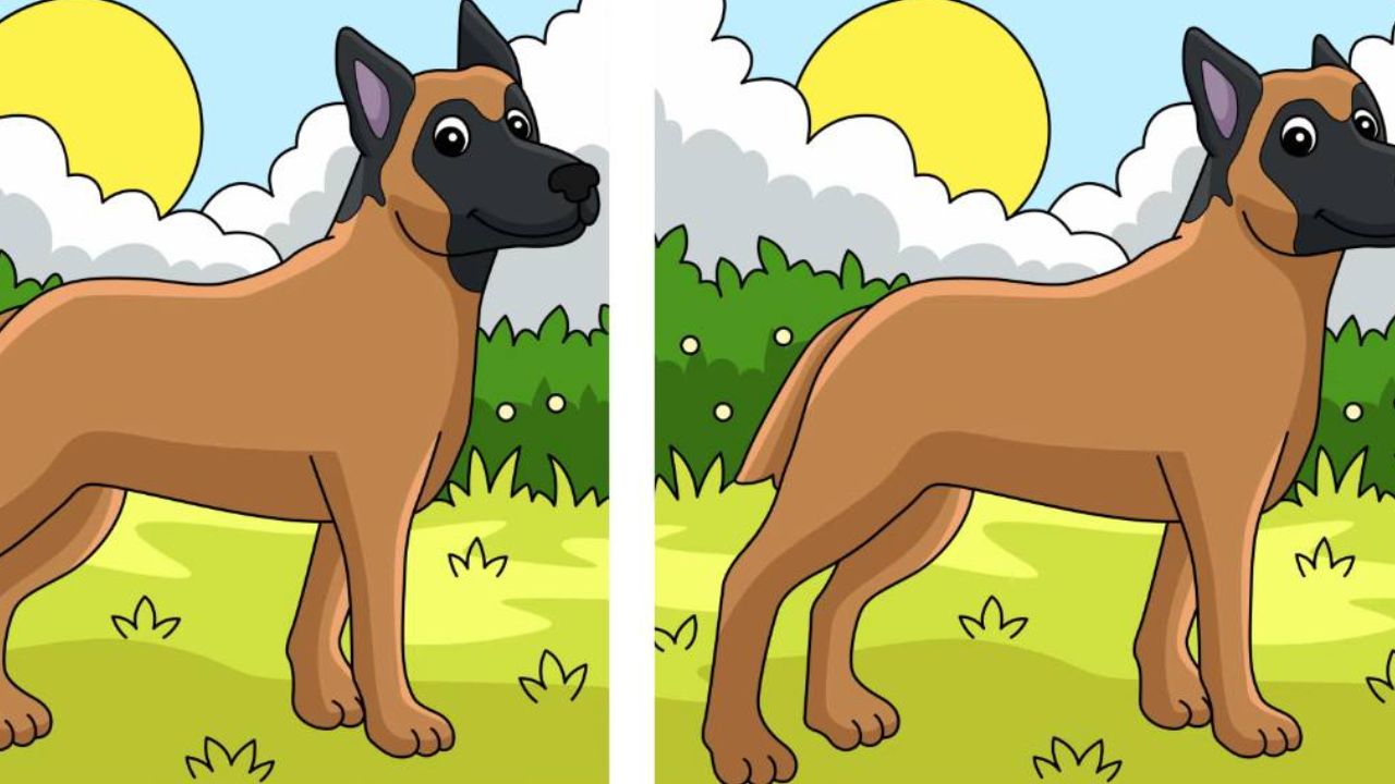 Spot 3 differences in the dog image within 15 seconds!