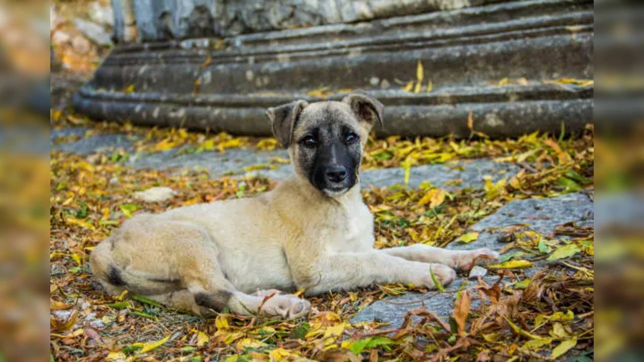 Channapatna Dog Temple the most unique temple in India