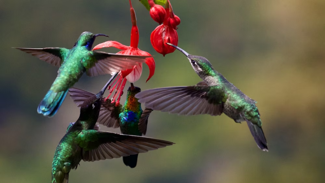 Hummingbirds