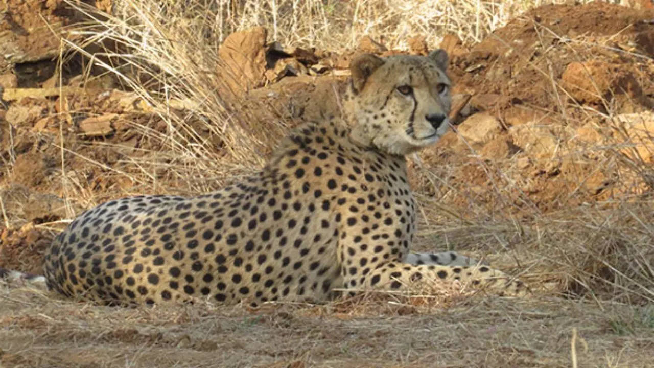 Cheetah Kuno National Park