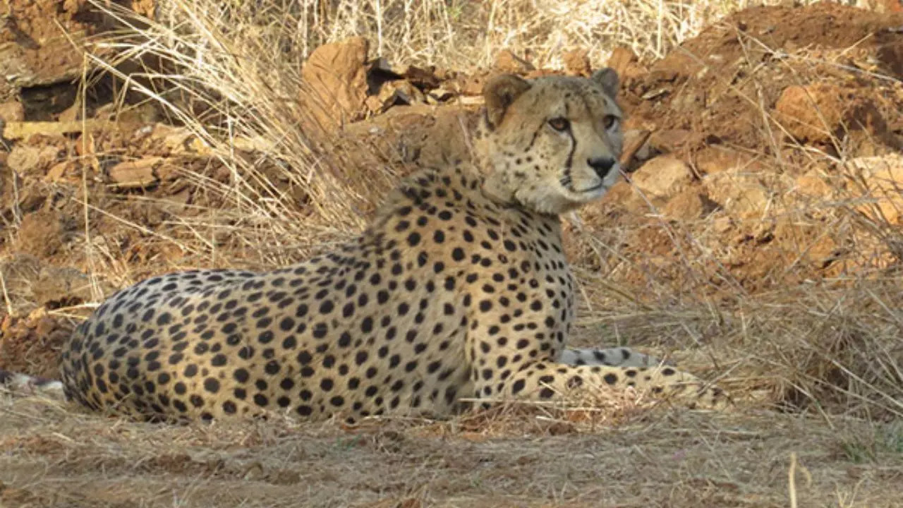 Cheetah Kuno National Park