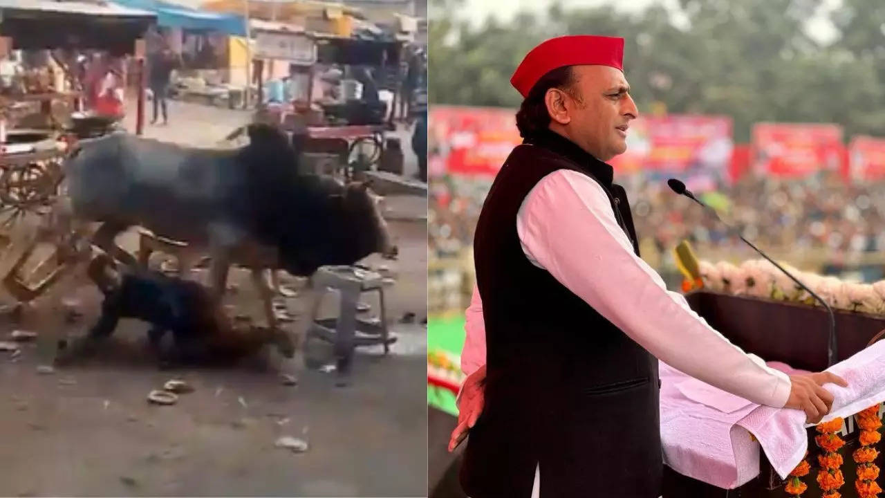 Akhilesh Yadav bull