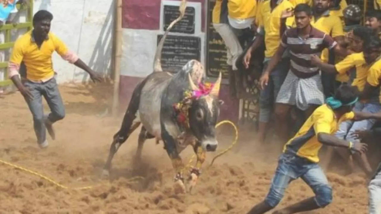 Siravayal Jallikattu