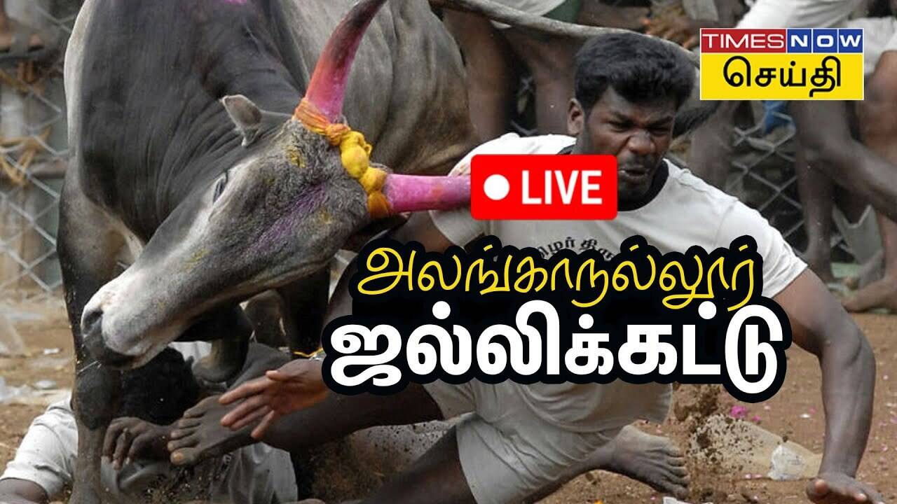Alanganallur Jallikattu Live Video 2024 உலகப் புகழ் பெற்ற மதுரை