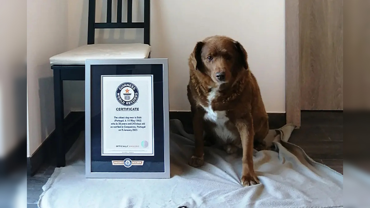 Bobi was said to be 30 years and 266 days old as of February 1, 2023. (Photo: Guinness World Records)