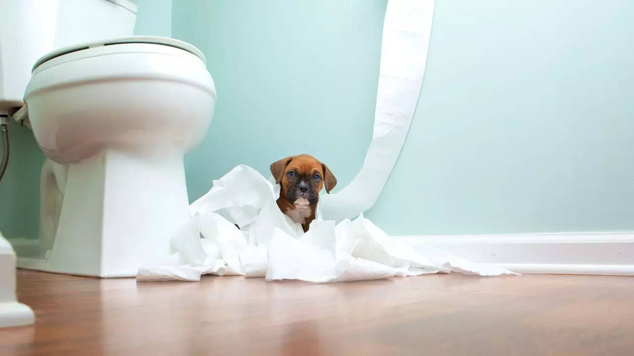 Why you should never flush dog poop down the toilet