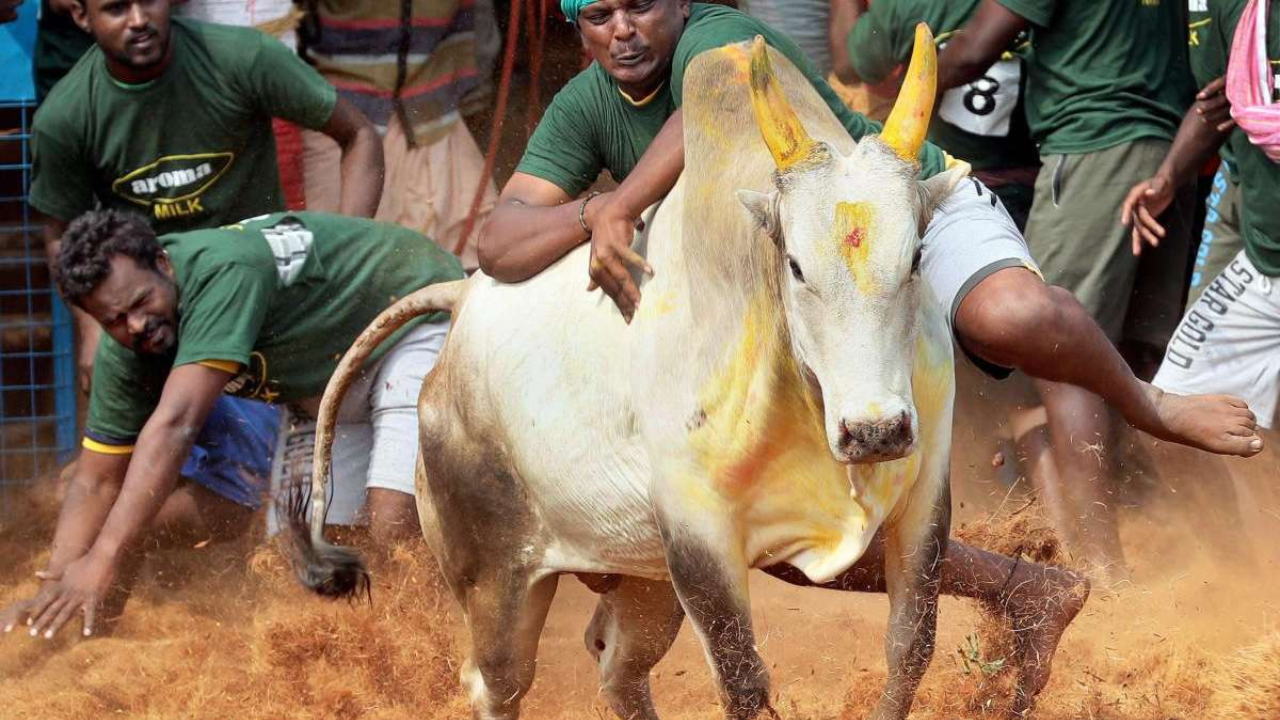 Jallikattu