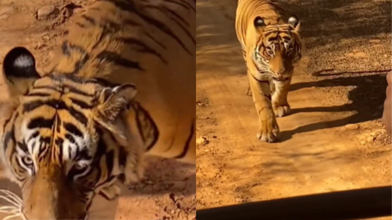 Watch: Tiger comes dangerously close to a safari vehicle.