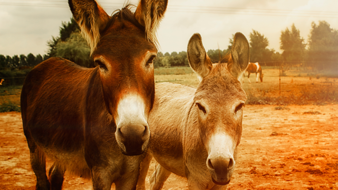 Mothers in Mumbai Dharavi Are Paying Rs 50 For A spoonful of Donkey Milk