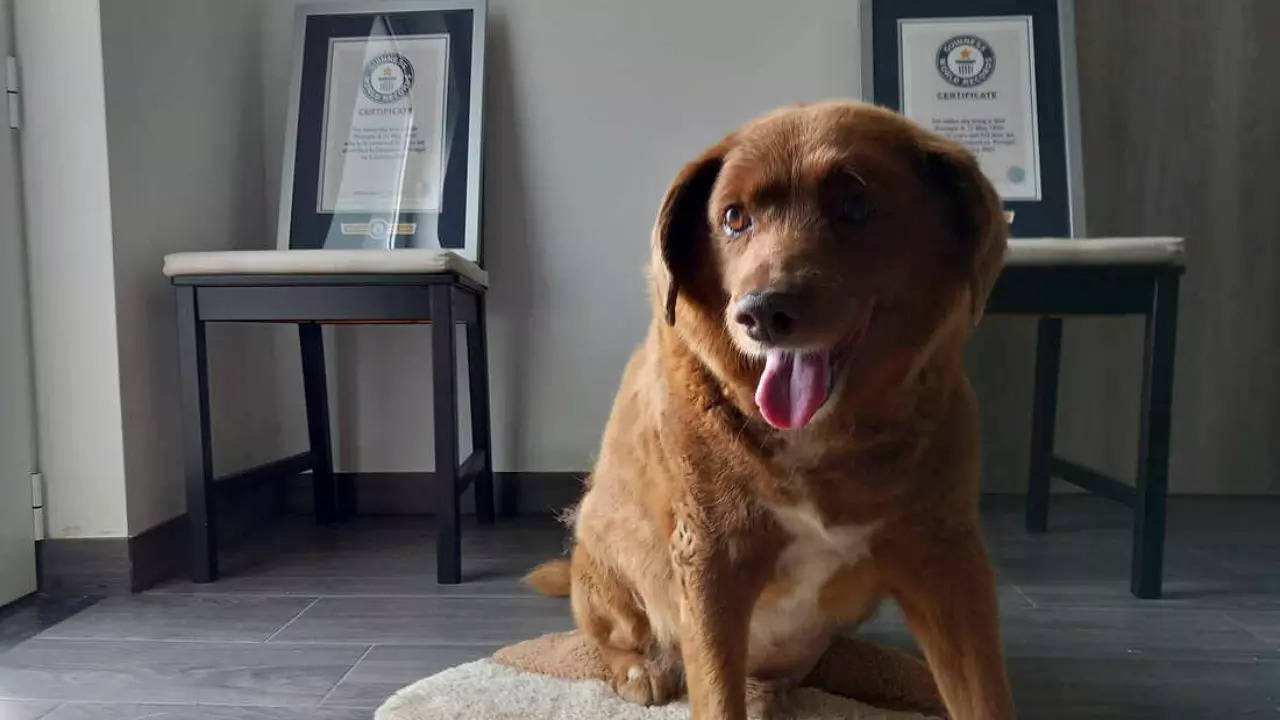 Guinness World Records named Bobi the world's oldest dog in February 2023. | Courtesy: GWR