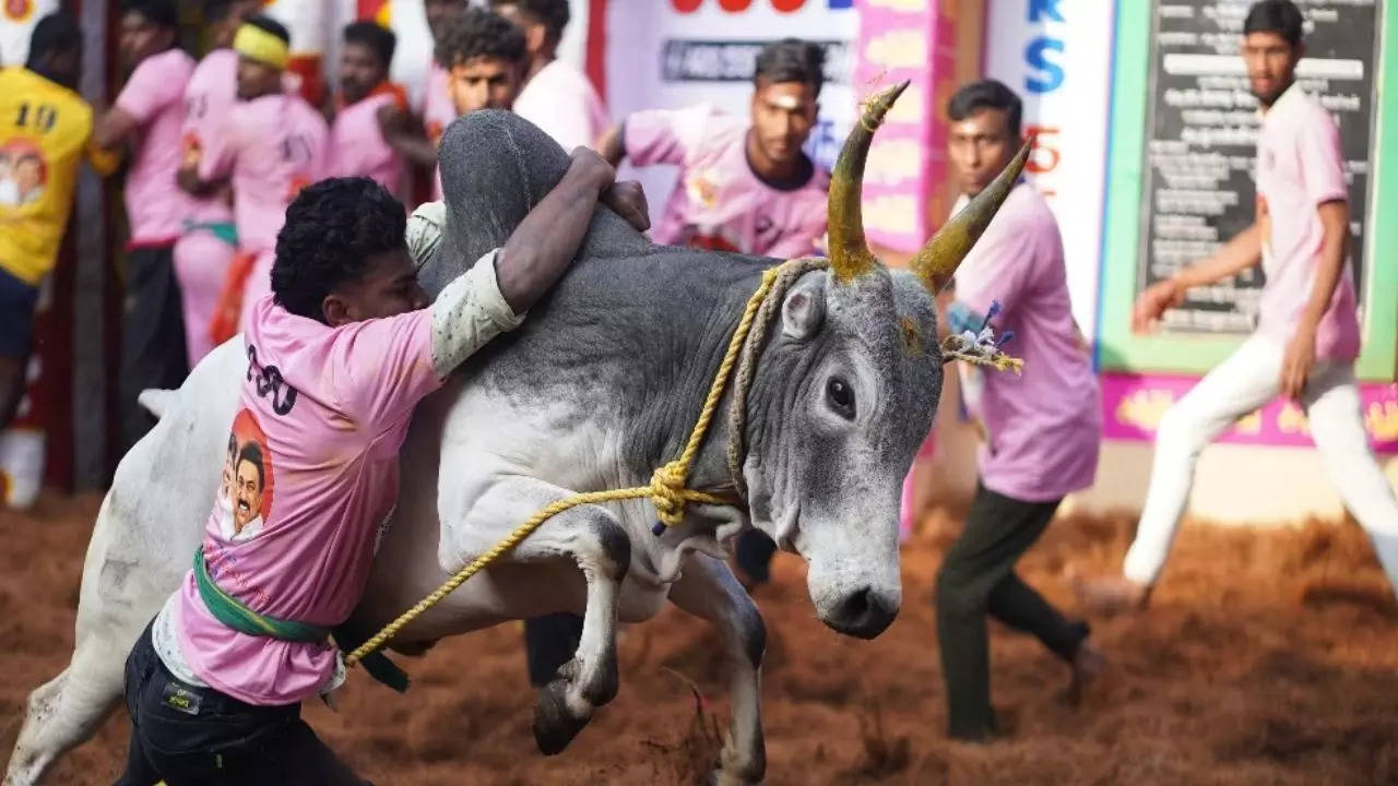 Jallikattu competiotion