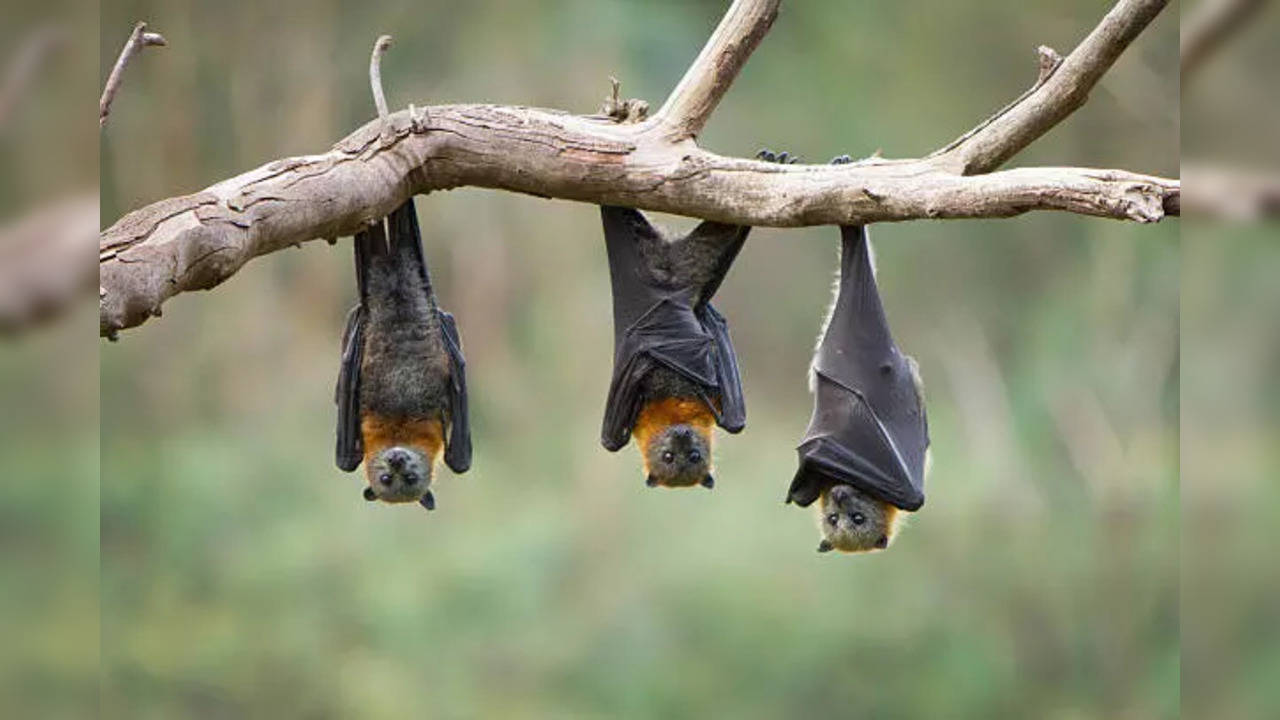 bat virus in thai cave