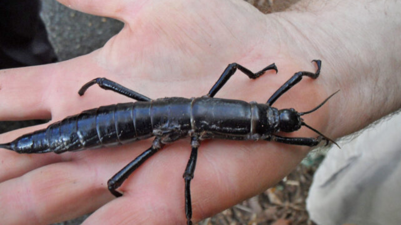 Lord Howe Island stick insects