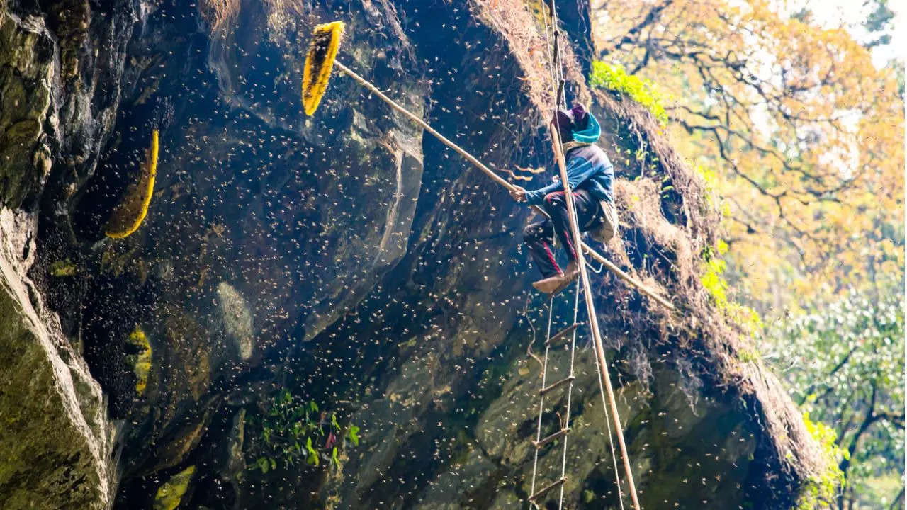 A special variety of Himalayan honey can apparently get you high