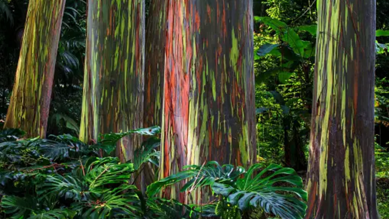 rainbow eucalyptus tree