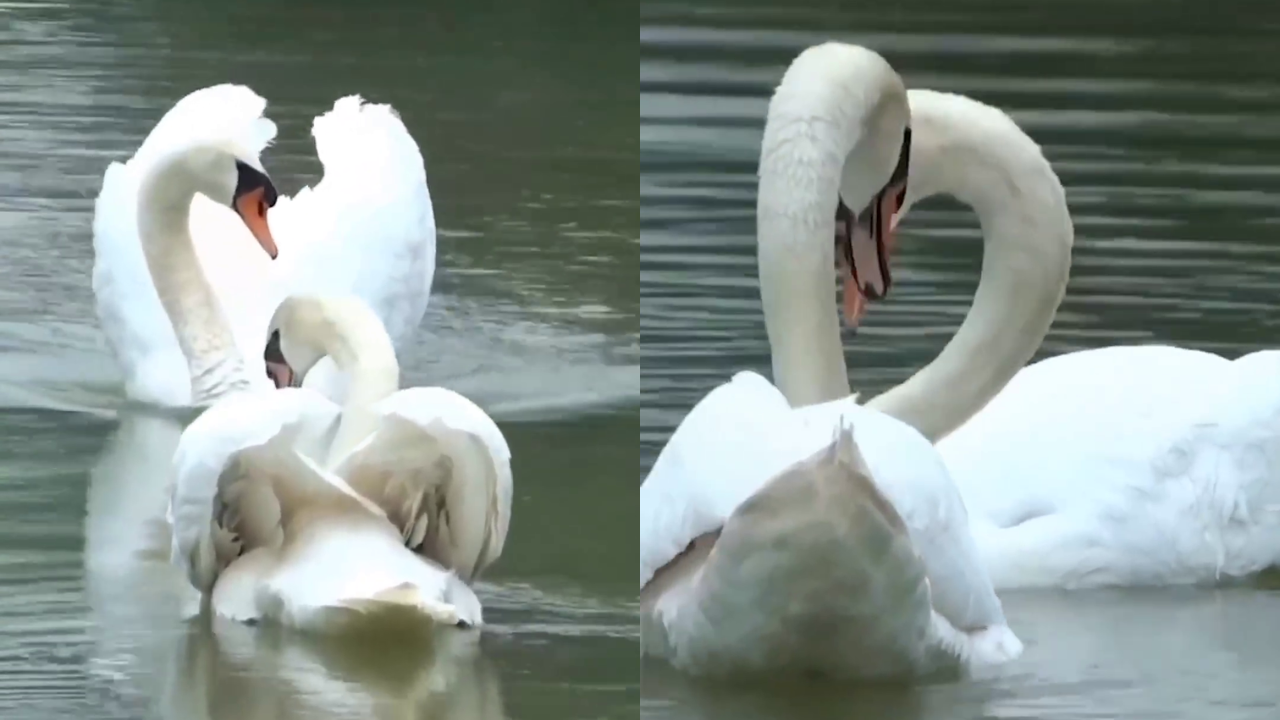 Viral Video Captures Swans' Emotional Reunion After Separation, Melts Hearts. Watch