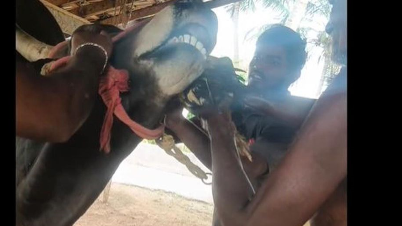 YouTuber Booked For Force-Feeding Live Chicken To Jallikattu Bull