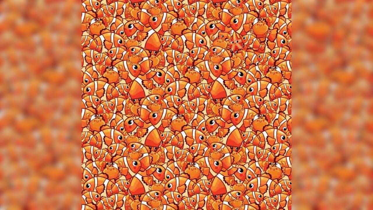 Optical Illusion: Only The Sharpest Eyes Can Find Starfish Hidden Among  Clownfish In 15 Seconds