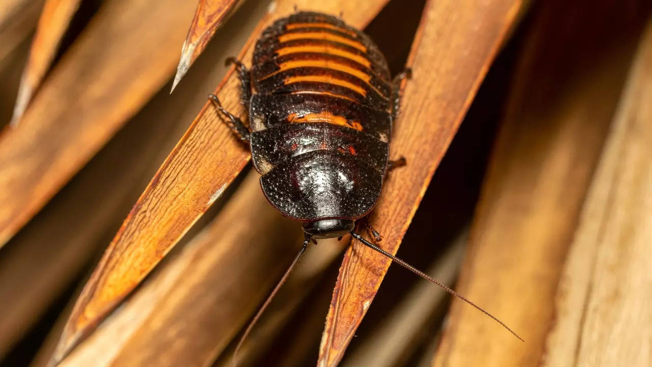 The Madagascar hissing cockroach is at the centre of a 2024 Valentine's Day fundraiser. | Courtesy: Artush/Canva