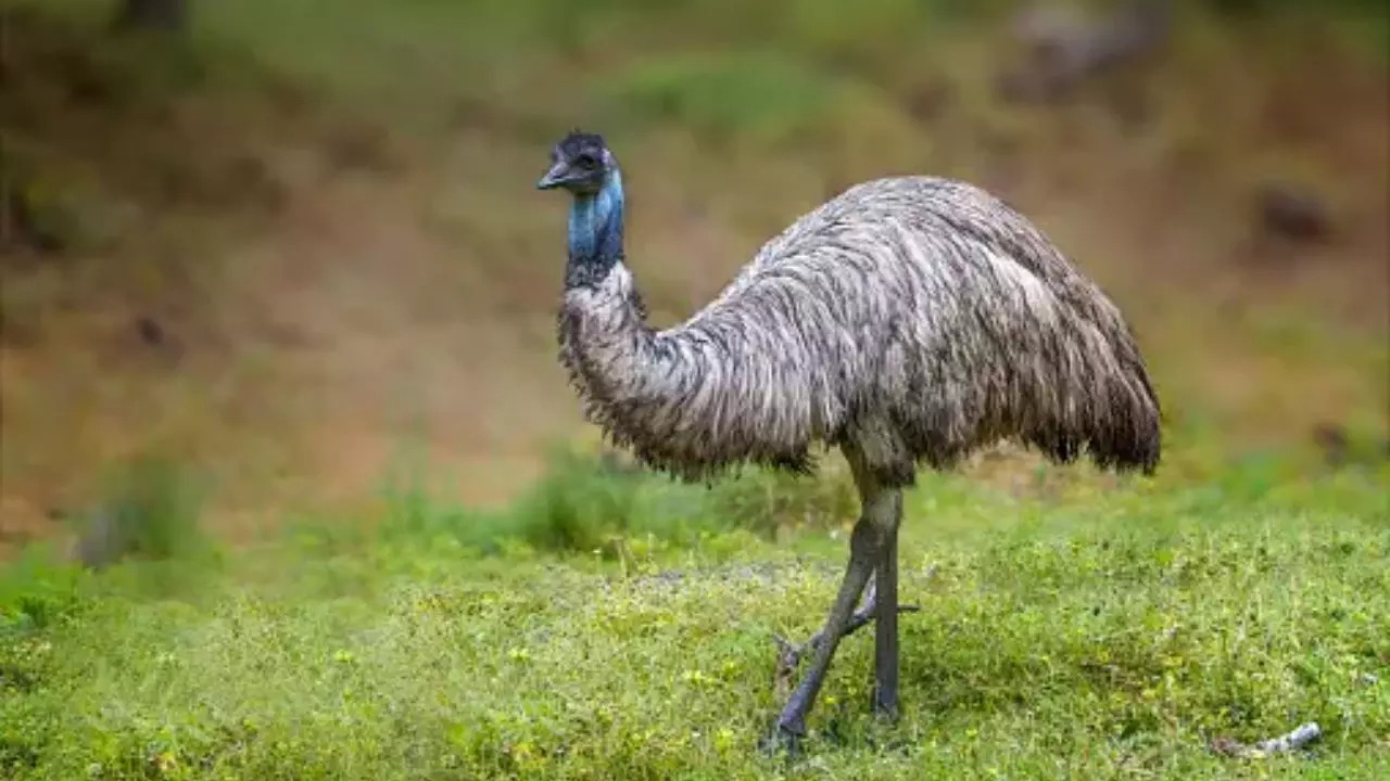 Emus