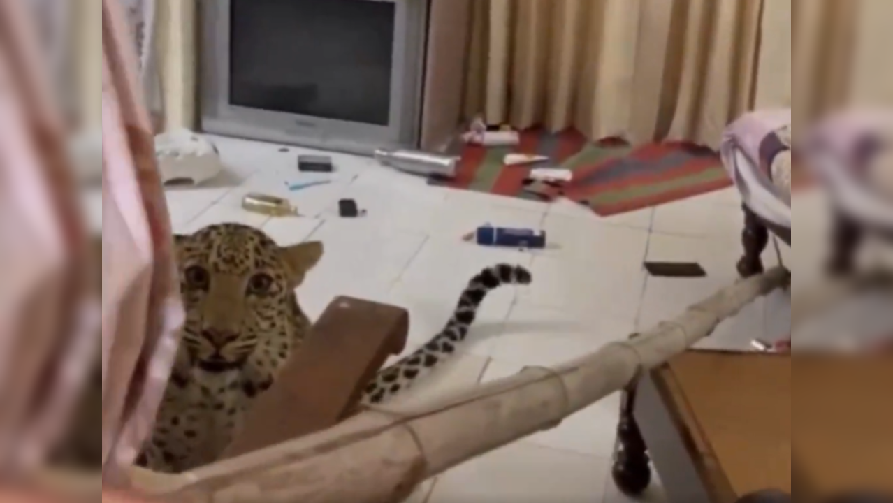 Leopard Wanders Around Empty Staff Room Of Heritage Hotel In Jaipur