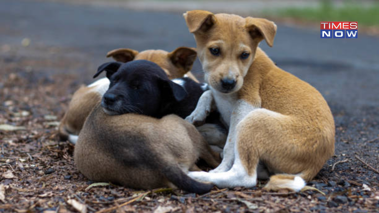 Rs 50 Fine for Murder of Dog in Delhi ? 6 New-Born Puppies Found Dead in Mayur Vihar