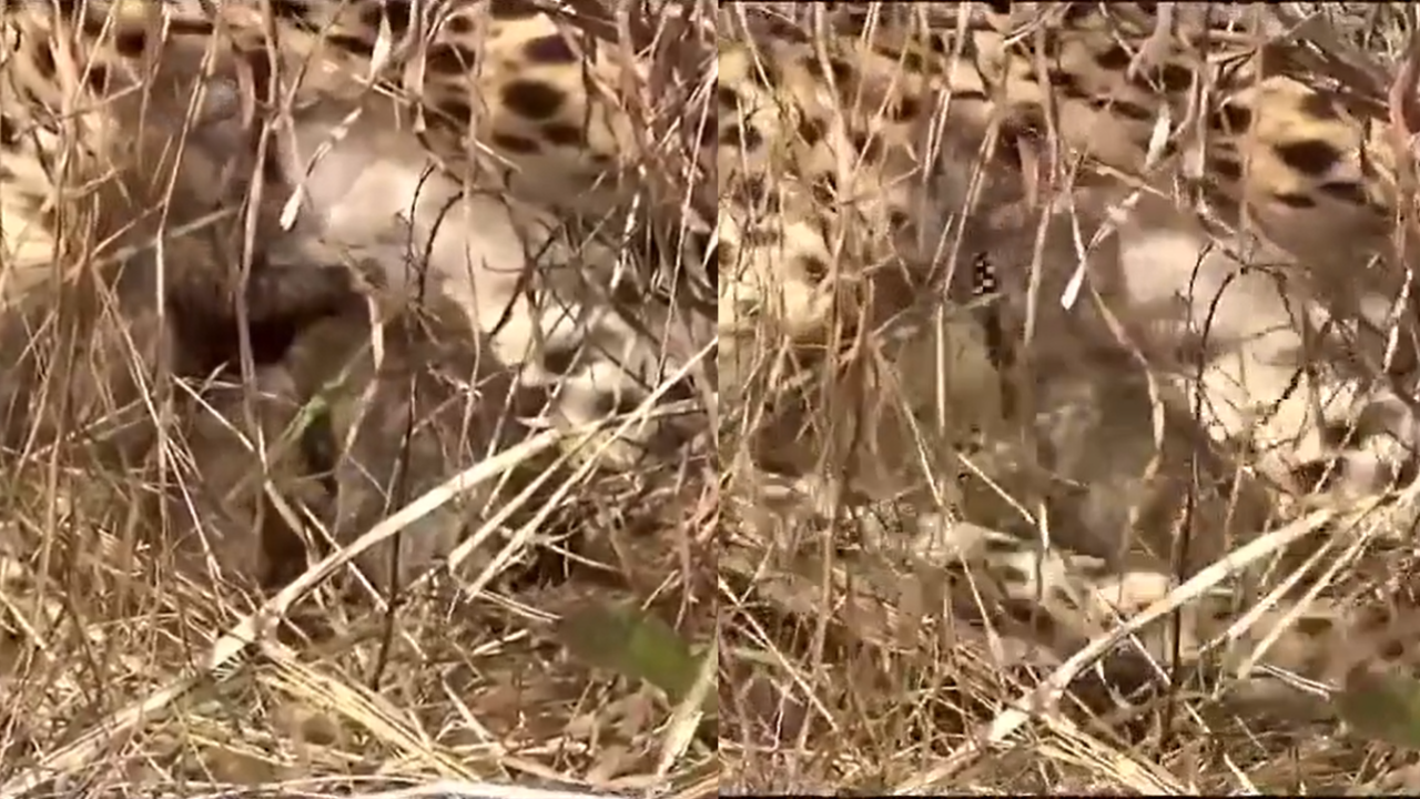 nambian cheetah jwala cubs