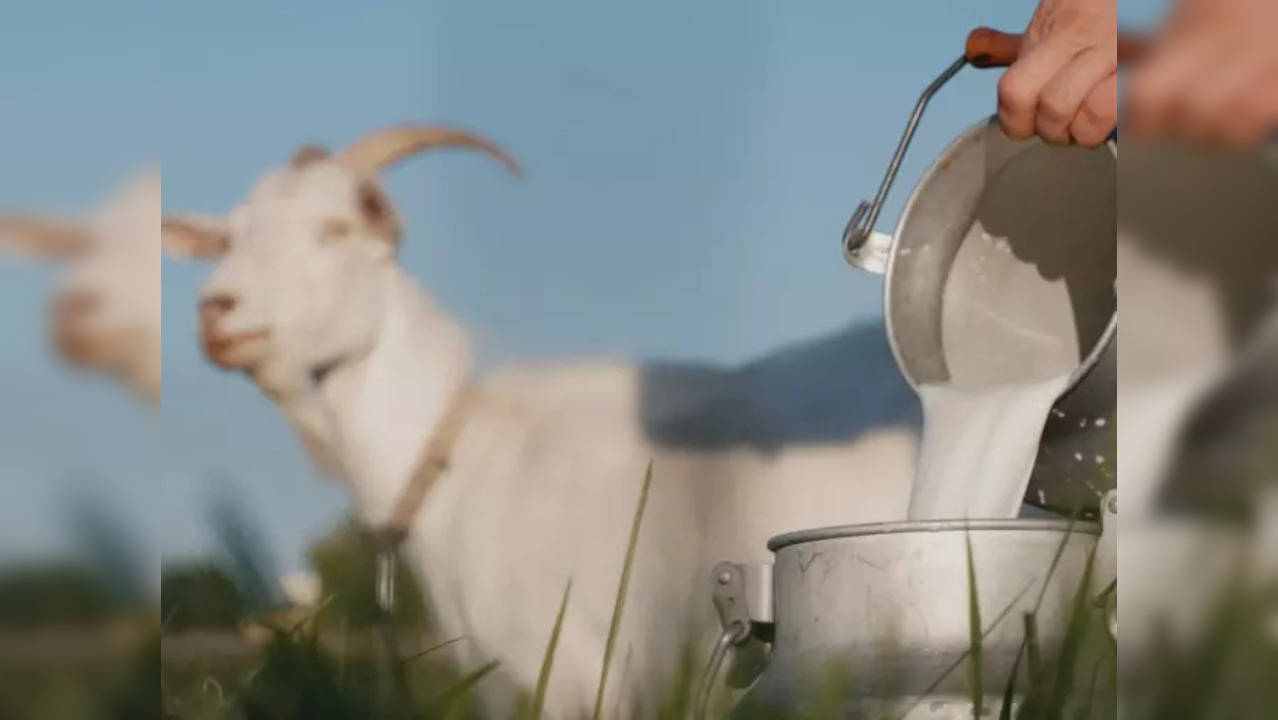 why is goat milk becoming popular globally know health benefits.