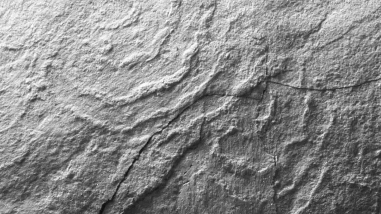 565 Million-Year-Old Fossils Reveal Crucial Chapter In Earth's ...