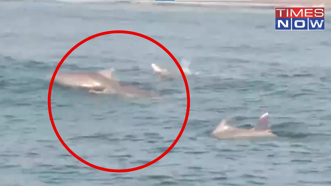 Dolphins spotted in Chennai