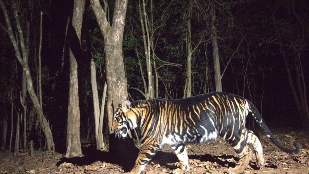 A pseudo-melanistic tiger spotted in Odisha. Credit: X