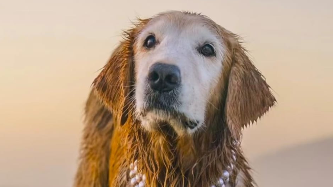 Apple Golden Retriever Dies