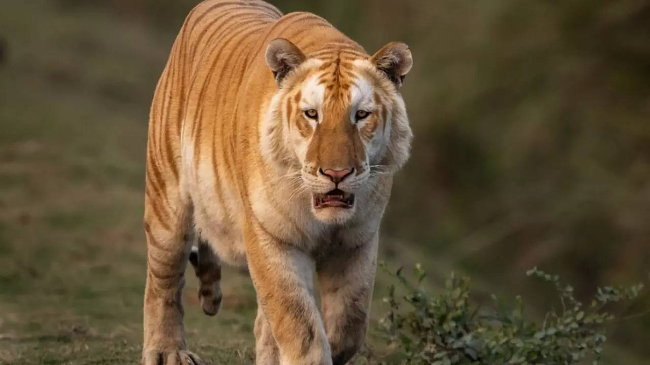 A golden tiger is spotted in Kaziranga for the first time since 2020. | Courtesy: Gaurav Ramnarayanan