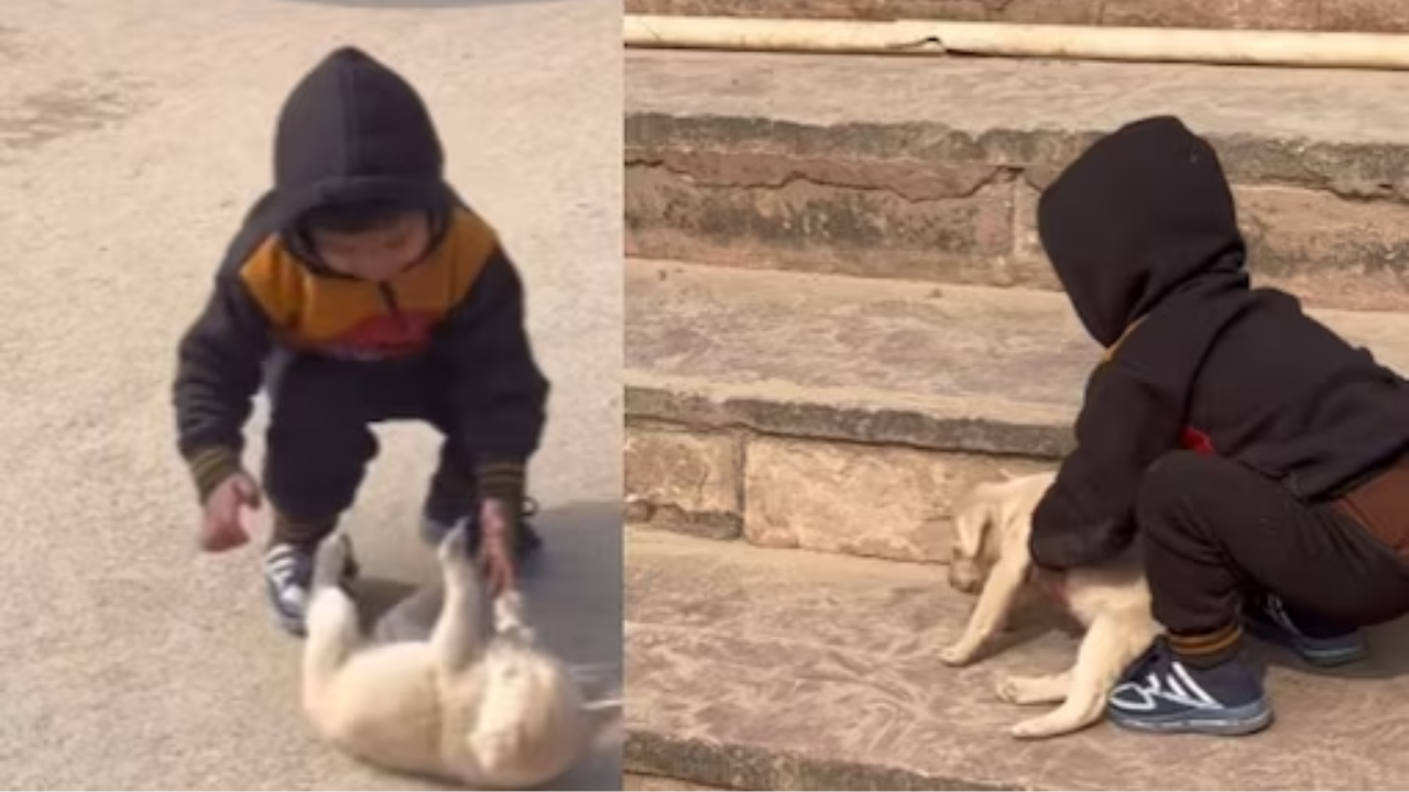 Little Boy Brings Puppies To Their Mom in Ayodhya