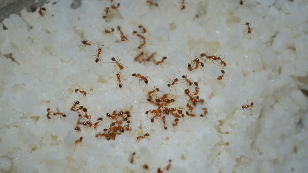 Tips To Keep Your Rice Insect Free