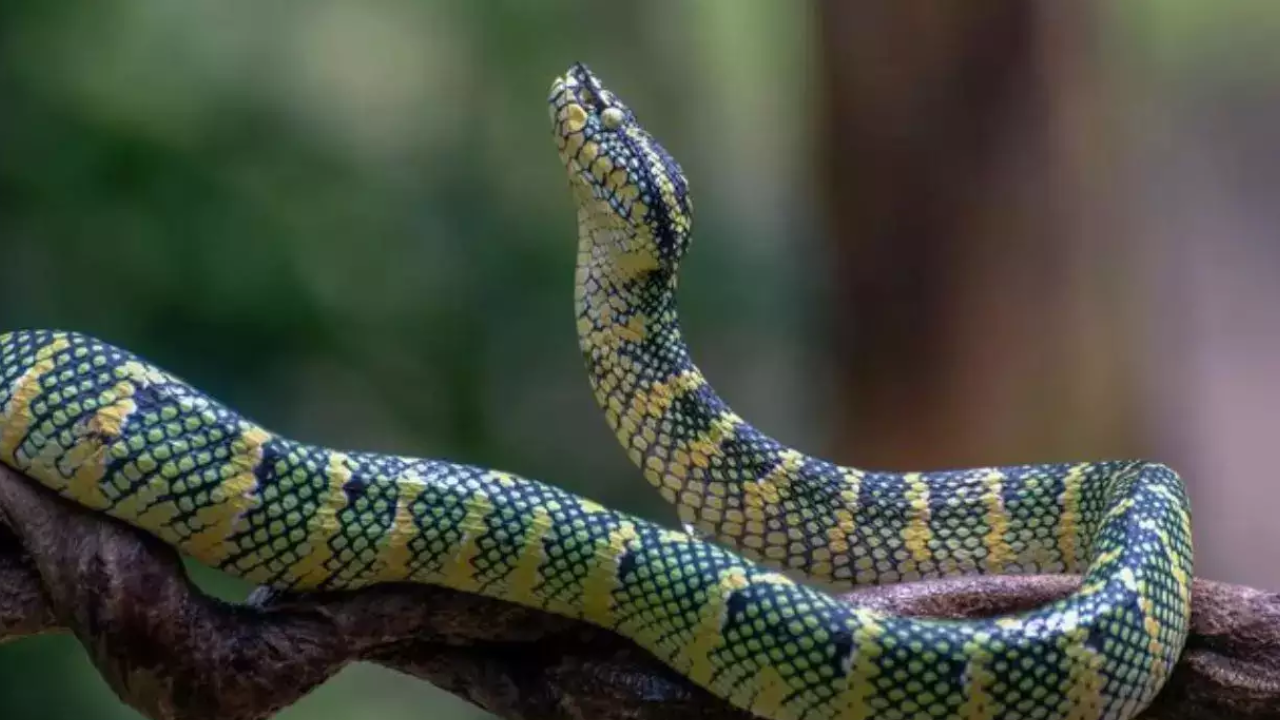 Yuvraj caught hold of a snake and was playing with it. The snake bit him. (Representational Image)