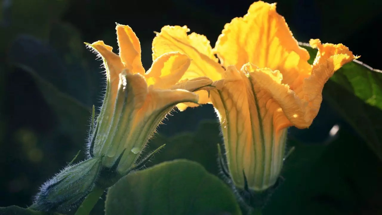 pumpkin flower