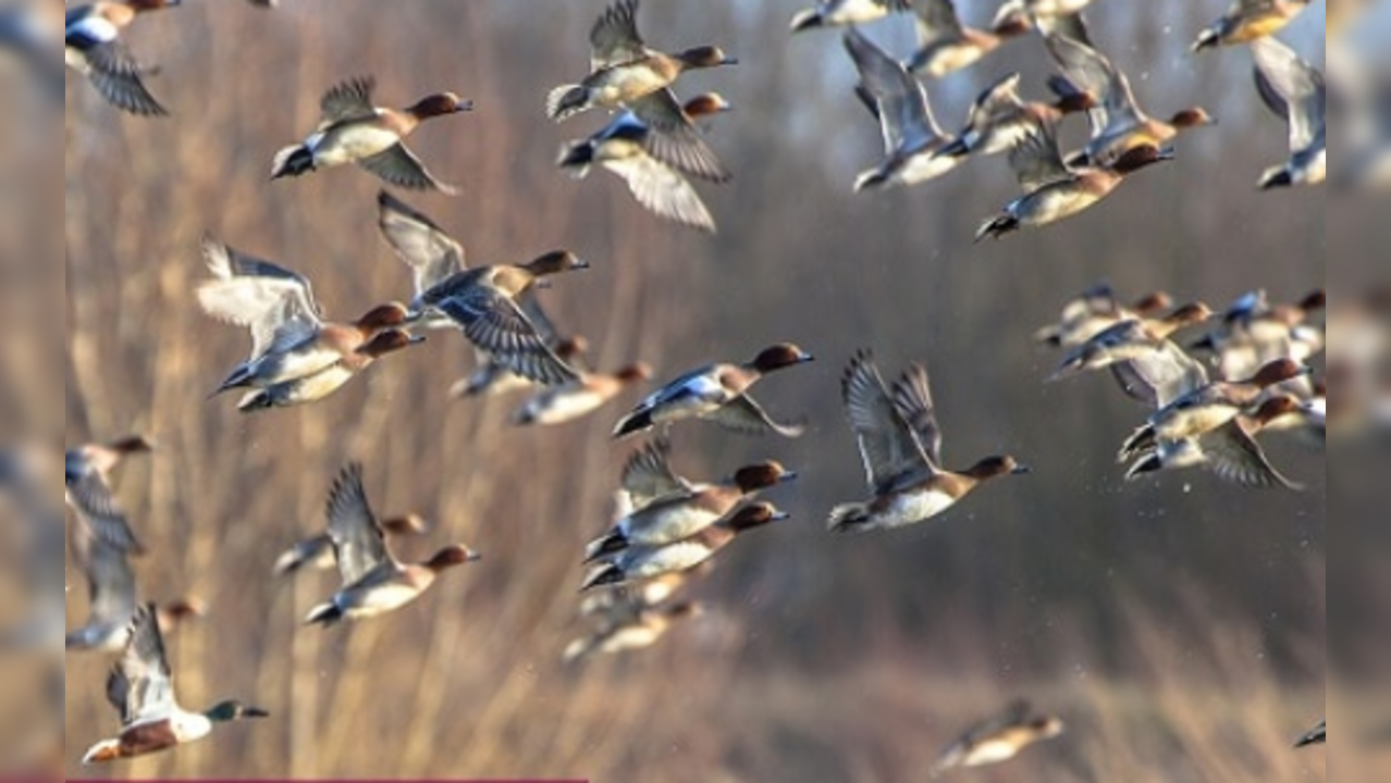 Bird Flu China woman death