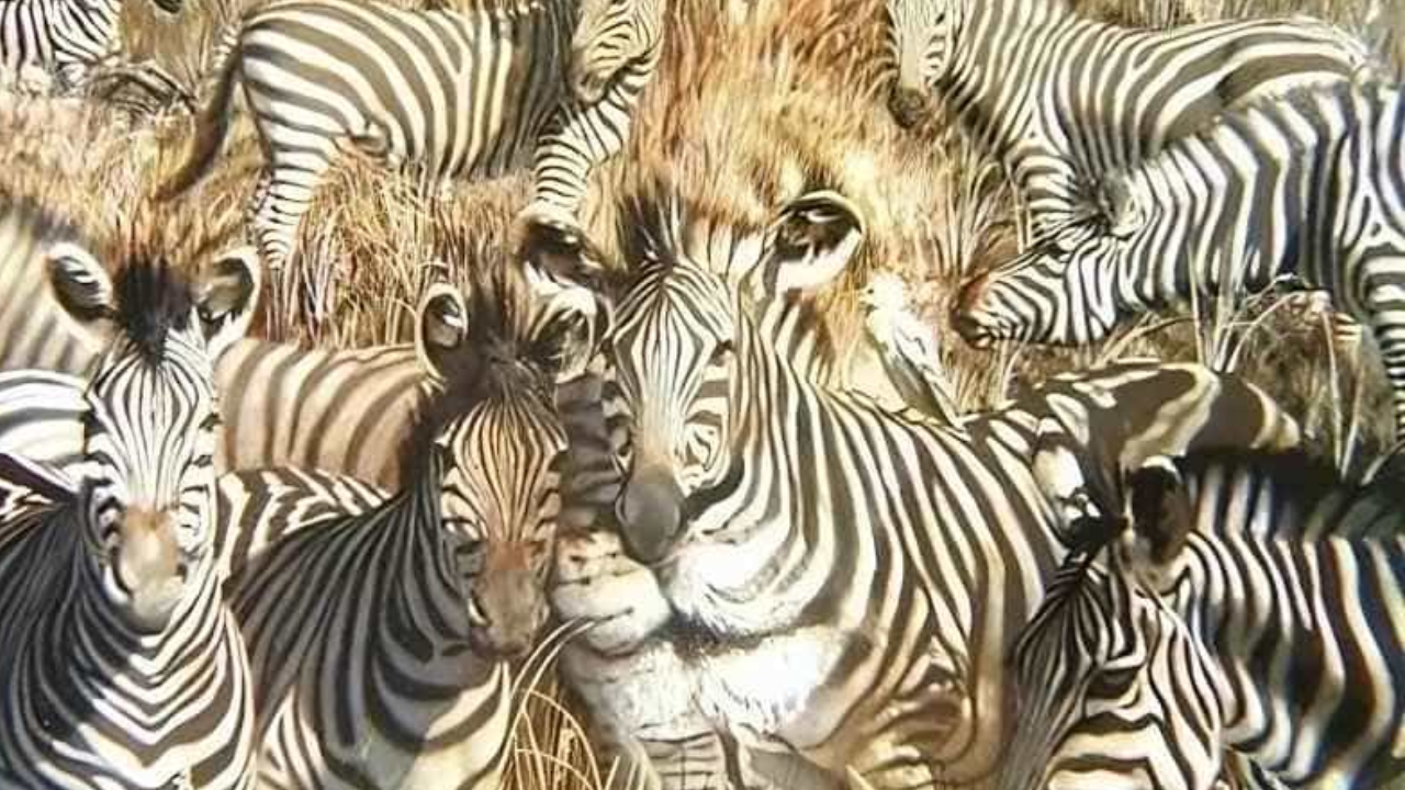 Optical Illusion: Find The Hidden Lion In The Herd Of Zebras Within 6 Seconds