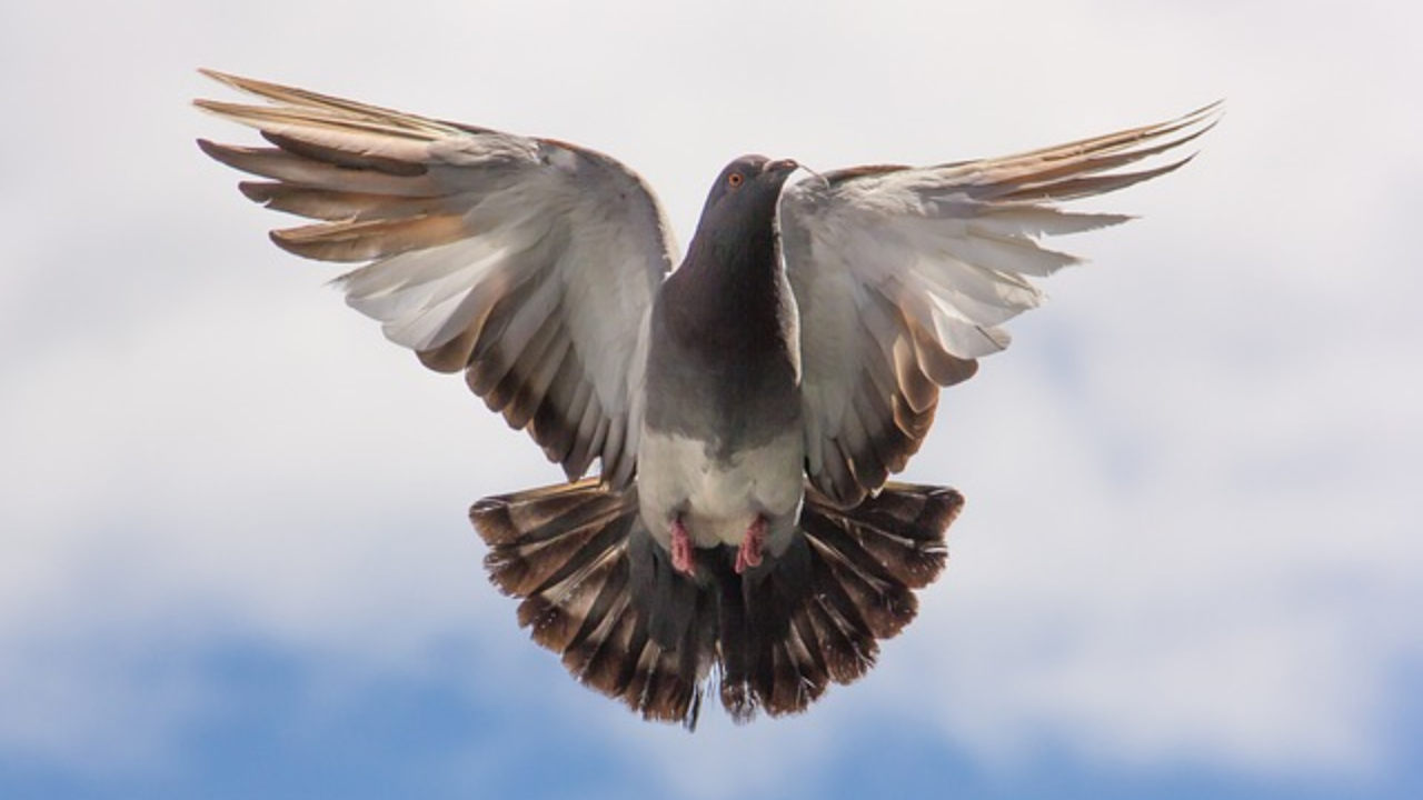 Pigeon released after eight months