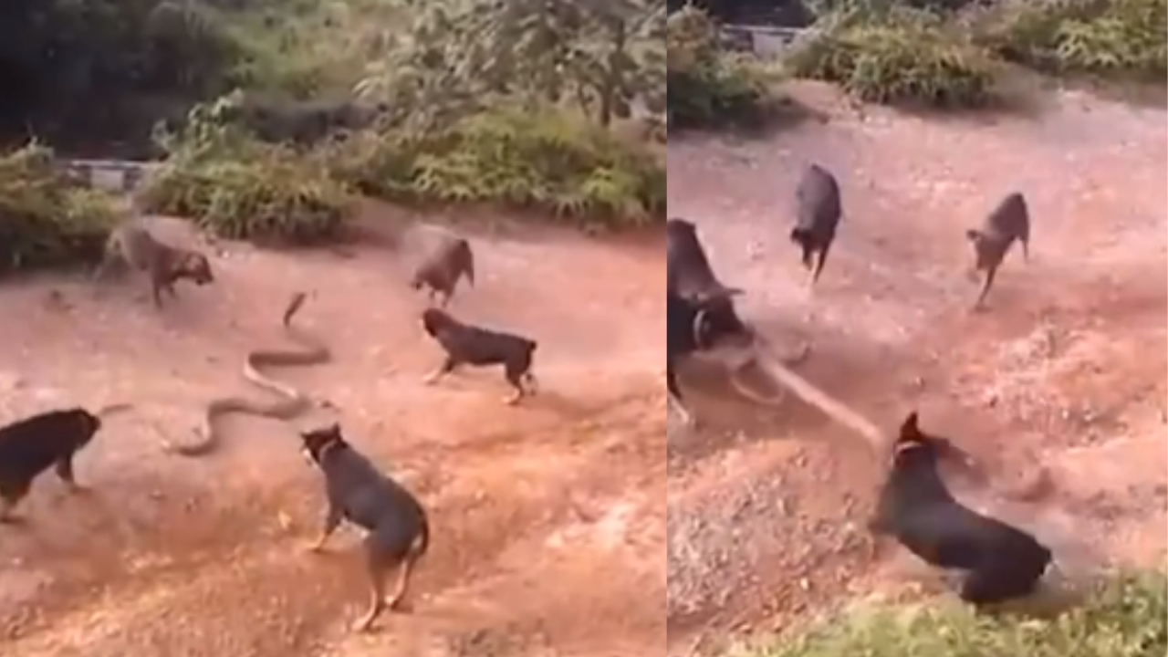 Dogs vs. King Cobra: Viral Video Sparks Debate on Wildlife Encounter