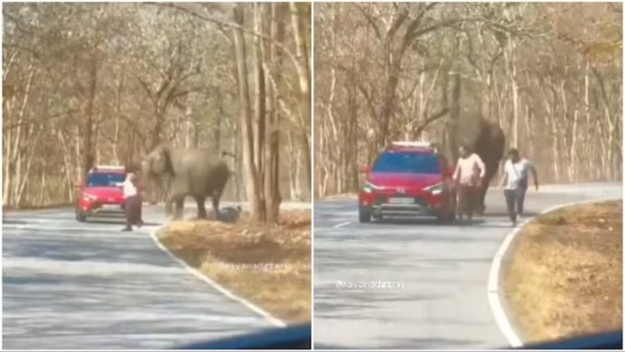 Viral Video: Elephant Charges at 2 Men in Kerala, IFS Shares Their Terrifying Escape. Watch