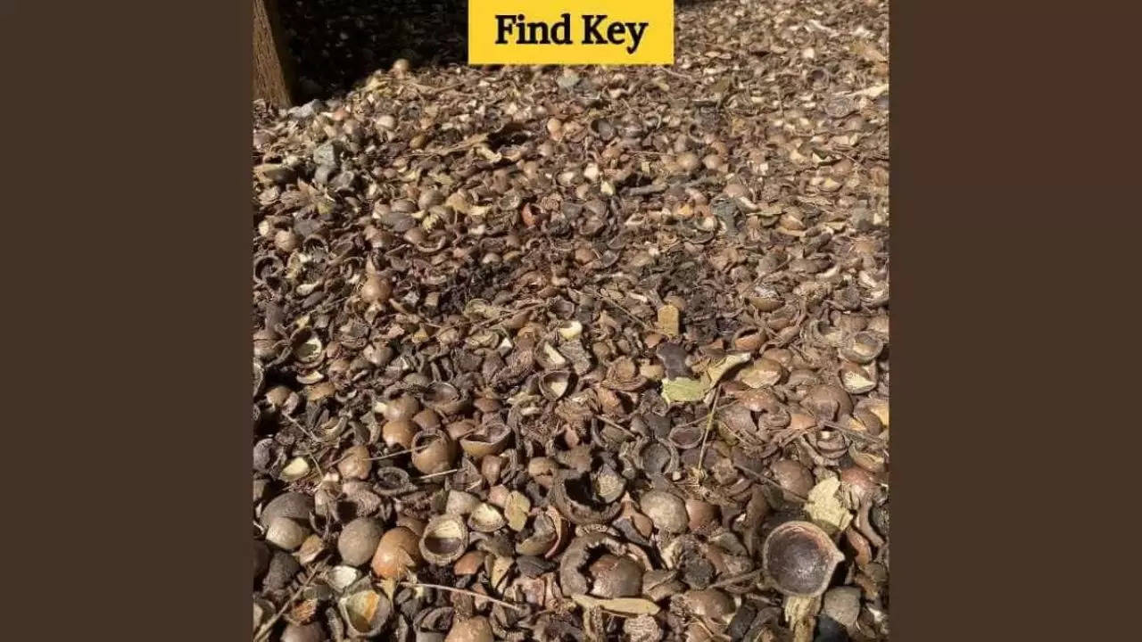 find the key in a forest