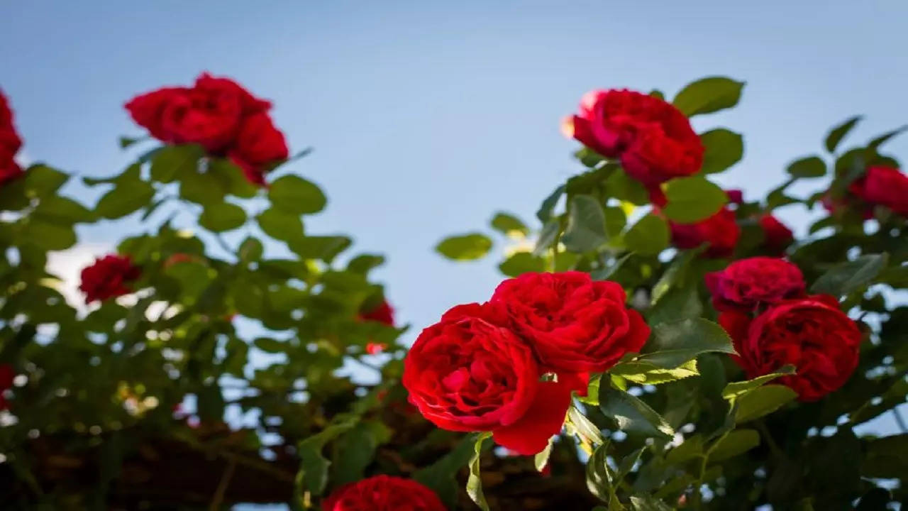 Happy Rose Day (Photo : Pinterest)