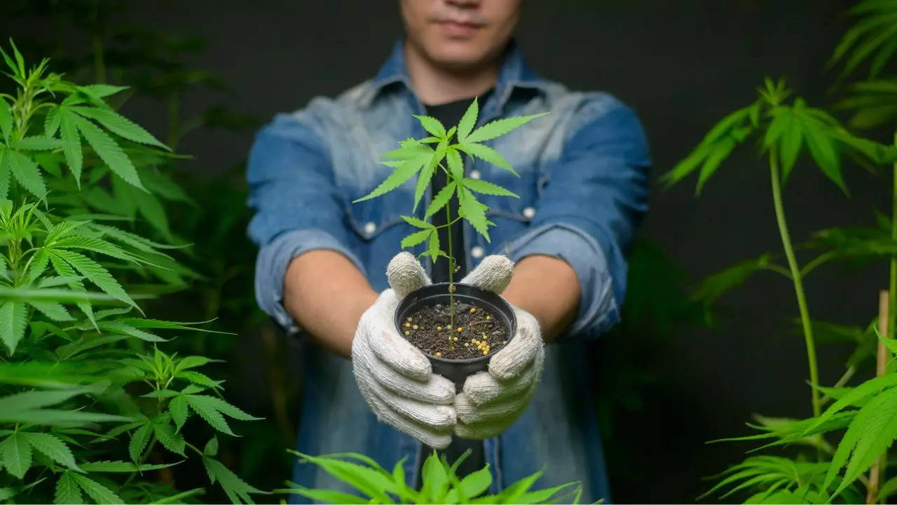 Thailand had legalised recreational marijuana use in 2022. Credit: iStock