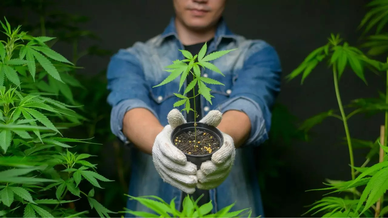 Thailand had legalised recreational marijuana use in 2022. Credit: iStock